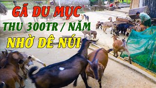 NUÔI DÊ NÚI bà con vùng cao thoát nghèo & đổi đời ngoạn mục | Mô hình nuôi dê núi tại Tuyên Quang