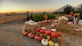 Bishop's Pumpkin Farm