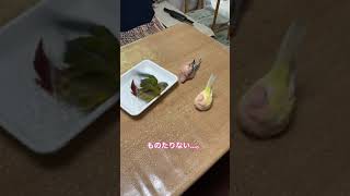 【ウロコインコとアキクサーズの日常】怒った結果😅