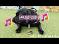 주말엔 먹방카페로 고고💃💃🐕🐕 파주헤이리간식맛집