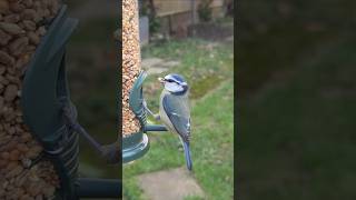 A Blue Tit Enjoys Some Birdseed From My New Bird Feeder! 🐦