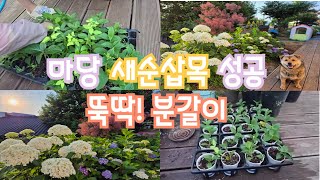 수국 새순삽목 그 결과는?🌱👍