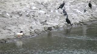 平荘湖のカモたち(149)