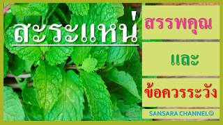 สะระแหน่ : สรรพคุณและข้อควรระวัง