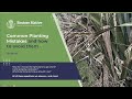 Webinar: 🌱 Planting native trees? Don’t make these common mistakes