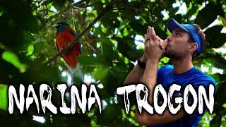 How to call a Narina Trogon: Birding in South Africa