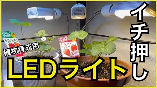 【おすすめ】【明るさ十分】植物育成用LEDライト買って、明るさ測定してみた