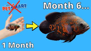 Watch This BEFORE BUYING an Oscar Fish!