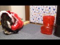 ビニール袋に入りたいリキちゃん　【リキちゃんねる　猫動画】　猫とビニール袋　cats and christmas bag