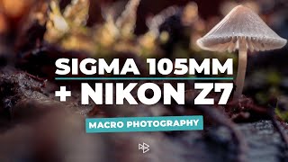 Macro Photography with the Sigma 105mm and Nikon Z7