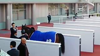 サトノダイヤモンド阪神大賞典口取り式後