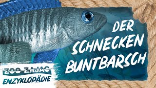 SCHNECKENBUNTBARSCH | FISCHENZYKLOPÄDIE | Zoo Zajac