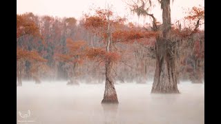 Unforgettable Boat Ride in Caddo Lake on Foggy Morning, Uncertain Texas