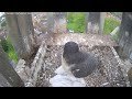 Worcester Cathedral Peregrines Live Stream