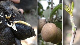 Interesting, you can grafting and air layering on sapota trees