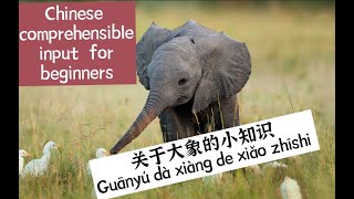 True or False? Facts About Elephants关于大象的小知识｜Comprehensible Chinese For Beginners