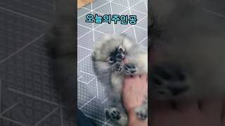 미치게 귀여운 아기포메~최소 3번이상 돌려보는 강아지 영상~동영상 보러 오세요~ㅋ #동물농장 #새끼포메 #발바닥도장 #귀여운강아지