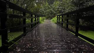 Goodnight to Insomnia w/ Relaxing Rain Sounds for Sleep: Fall Asleep FAST Under 5 Min: Forest Bridge