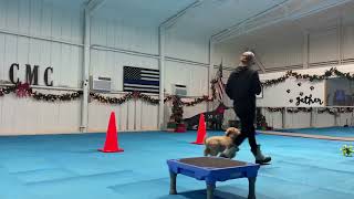 Maya- Board and Train Program (Justin)