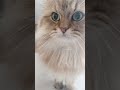 猫 猫のいる暮らし 癒し 고양이 cat ペルシャ チンチラゴールデン persian short