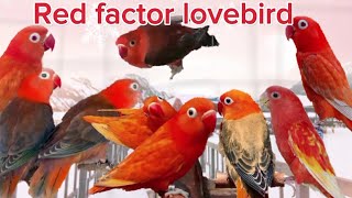 Lovebird, Red Factor, Red Heads, What are Red Headed Parrots? Differences Red Factor \u0026 Red Suffusion