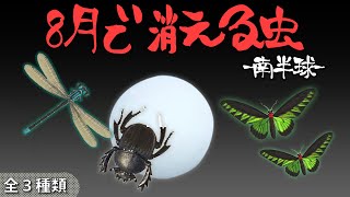 【あつ森】8月(南半球)で消える虫を全て紹介！出現時間や条件・売るときの値段についても徹底解説！フンコロガシやアカエリトリバネアゲハなどレアな虫を効率よく捕まえる方法【南半球　8月虫図鑑コンプリート】