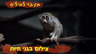 הרצאה: צילום בגני חיות - על נגישות ורגישות