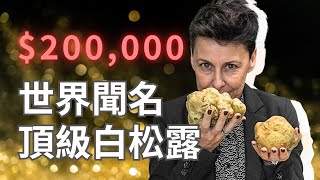 跟🐶松露犬上山挖松露丨直擊意大利🇮🇹阿爾巴頂級白松露出土過程‼️丨半世紀品牌 Tartuflanghe 餐廳吃松露私房菜🍽黑松露他他牛\u0026松露意粉丨#意大利 #松露 #Piedmont