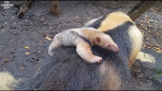 Meet our baby tamandua!