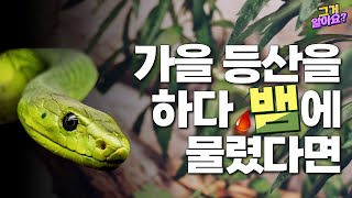 가을 등산을 하다 뱀에 물렸다면