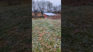 What Do The Chickens Think Of The Snow? #snow