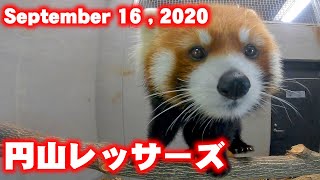 【レッサーパンダ】今日の円山レッサーズ　September 16 , 2020　Red Pandas at Maruyama Zoo