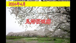 2024年見沼桜回廊