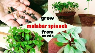 How to grow Malabar spinach/Poi sag from seeds#full update #grow red stem vine properly