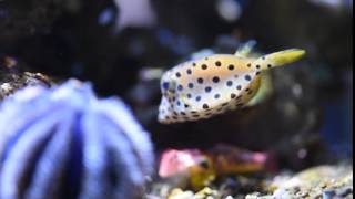 Bony fish or boxfish Kentrocapros aculeatus