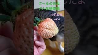 @いつもご視聴いただきありがとうございます🍓右膝人工関節適応宣告された５５歳私の日々の記録です🍓チャンネル登録よろしくお願いします🍓