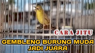 CIAK CIAK KECIAL KUNING SPEED DAN POWER NYA BIKIN BURUNG ANDA NYAUT BUKA PARUH || CIAK CIAK BETINA