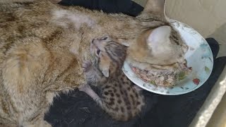 Newborn Baby Kitten Fighting For His Life After Losing All His Siblings Mom Cat Is Still Scared