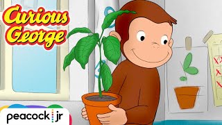 🥑 George Grows an Avocado Tree | CURIOUS GEORGE