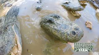 Alligator Babies, Albinos, and Feeding Large Monsters at Everglades Alligator Farm