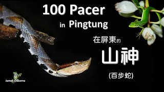 百步蛇 Hundred Pacer (Deinagkistrodon acutus ) - Pingtung 屏東