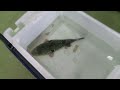 fugu les secrets du poisson tueur japonais