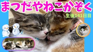 まつだやねこかぞく@mzda006 生後141日目 #子猫 #こねこ #kitten #catlive #猫 #ねこ #cat #元野良猫 #保護猫 #多頭飼い #コスプレ #着ぐるみ