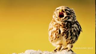 Owl Chick Call || صوت فرخ البومة