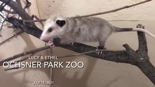 New additions at Ochsner Park Zoo