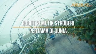 Robot Pemetik Stroberi Pertama di Dunia