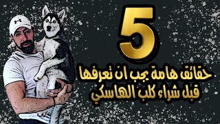 أهم 5 معلومات قبل شراء كلب الهاسكي