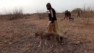 Hunting in 2025 with greyhounds| rabbit hunting with dogs|