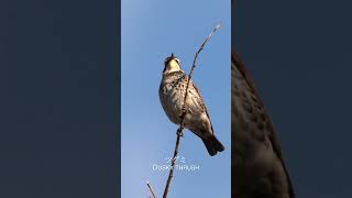 ツグミ Dusky thrush