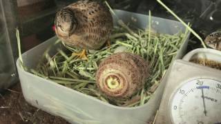 似てると言われたので里芋とヒメウズラを比べてみた